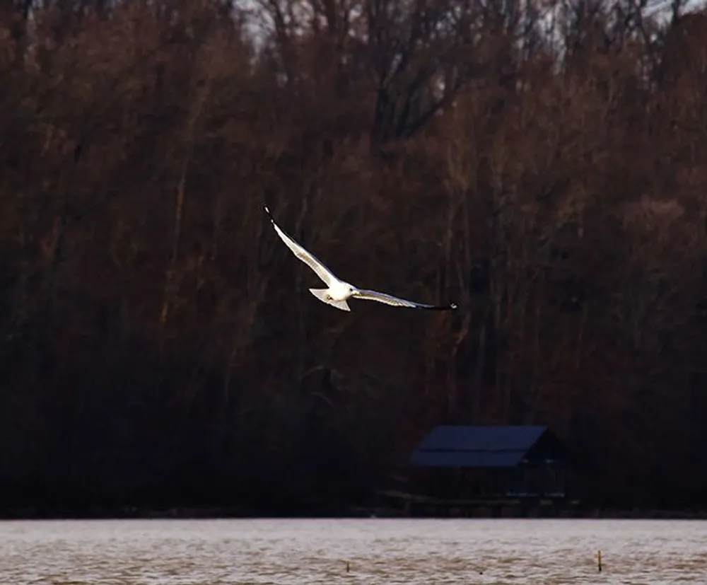 A solitary swan flies over a tranquil body of water with a backdrop of bare trees and a small house on stilts at the waters edge