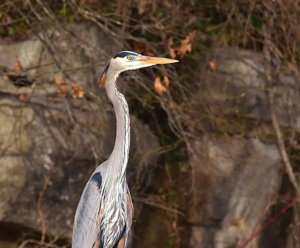 A great blue heron stands majestically against a backdrop of rocks and dried foliage