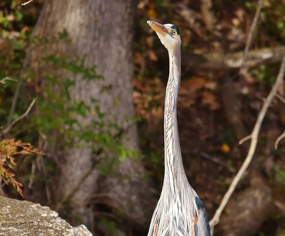 A great blue heron stands with its neck extended showcasing its long elegant plumage in a wooded environment