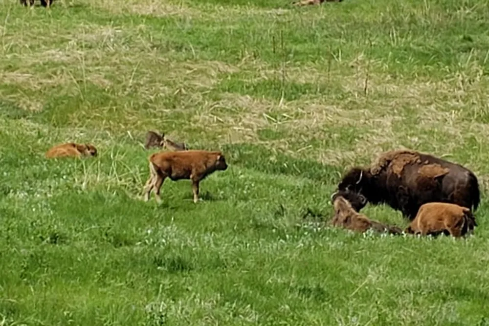 The image shows a group of bison including calves resting and grazing in a green field