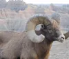 A bighorn sheep stands facing the camera displaying its curved horns and a bit of vegetation in its mouth