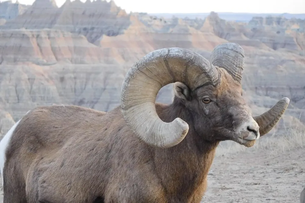 A bighorn sheep with impressive curled horns stands before a backdrop of layered rock formations