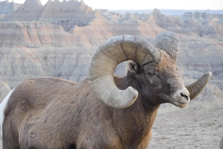 A bighorn sheep with impressive curled horns stands before a backdrop of layered rock formations.