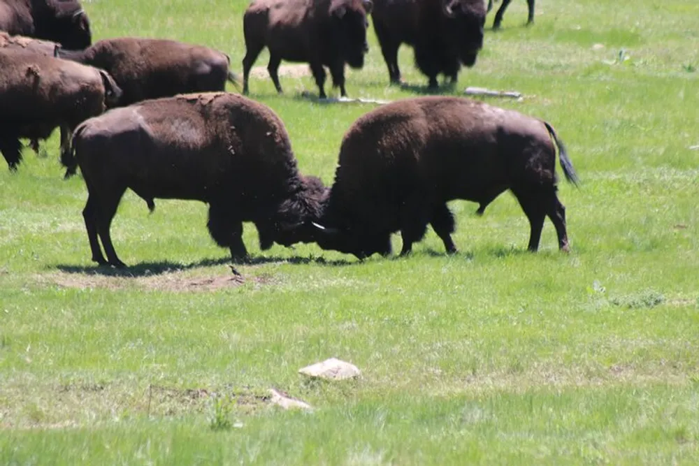 Two bison are butting heads in a grassy field while others are scattered around the area