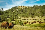 A herd of bison grazes in a verdant field with a backdrop of a forested hill under a blue sky.