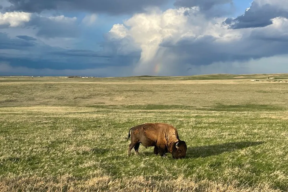 A lone bison grazes on a grassy plain with a dramatic sky and a hint of a rainbow in the background