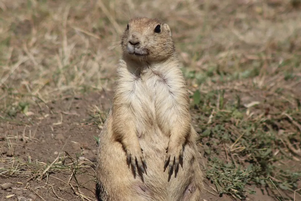A prairie dog is standing upright on the ground appearing vigilant or curious