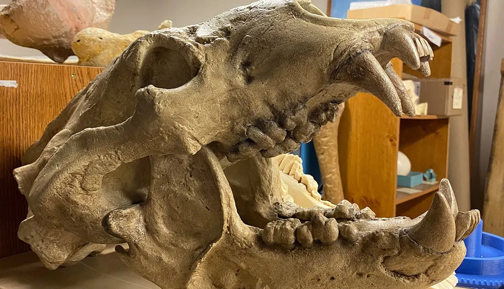 This image features the skull of a large animal possibly a fossil or replica with distinct teeth and eye sockets displayed on a table in a room with storage shelves in the background
