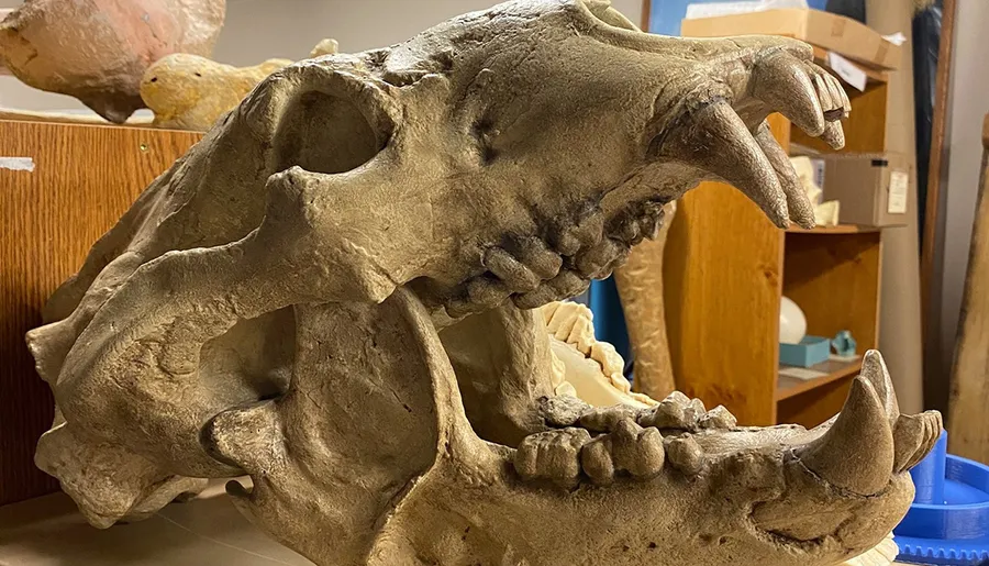 This image features the skull of a large animal, possibly a fossil or replica, with distinct teeth and eye sockets, displayed on a table in a room with storage shelves in the background.