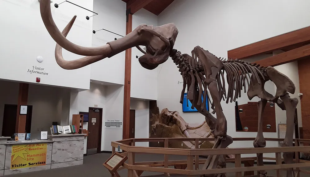 The image depicts a large skeletal display of a mammoth inside a museums visitor center with informational signs and visitor services desks in the background