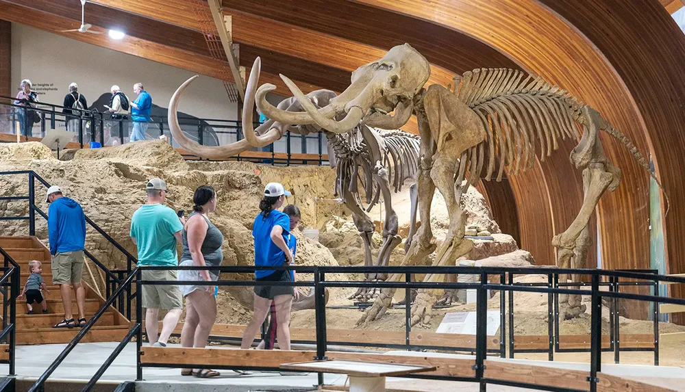Visitors at a museum observe the skeletal remains of a large mammal with prominent tusks likely a prehistoric creature such as a mammoth displayed in an exhibit hall