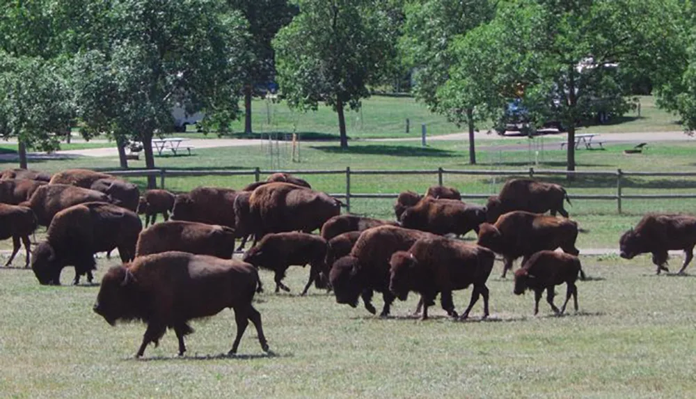 A herd of bison grazes in a grassy field with trees and a fenced perimeter in the background