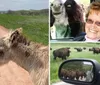 Two people are interacting with a donkey on a dirt road with one of them offering it a carrot