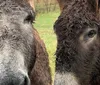 Two people are interacting with a donkey on a dirt road with one of them offering it a carrot