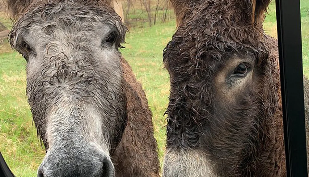 Two inquisitive donkeys are peering curiously into the camera possibly anticipating some interaction or treats