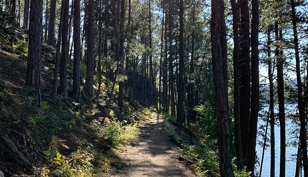 The image shows a sunlit forest trail running alongside a body of water surrounded by tall pine trees