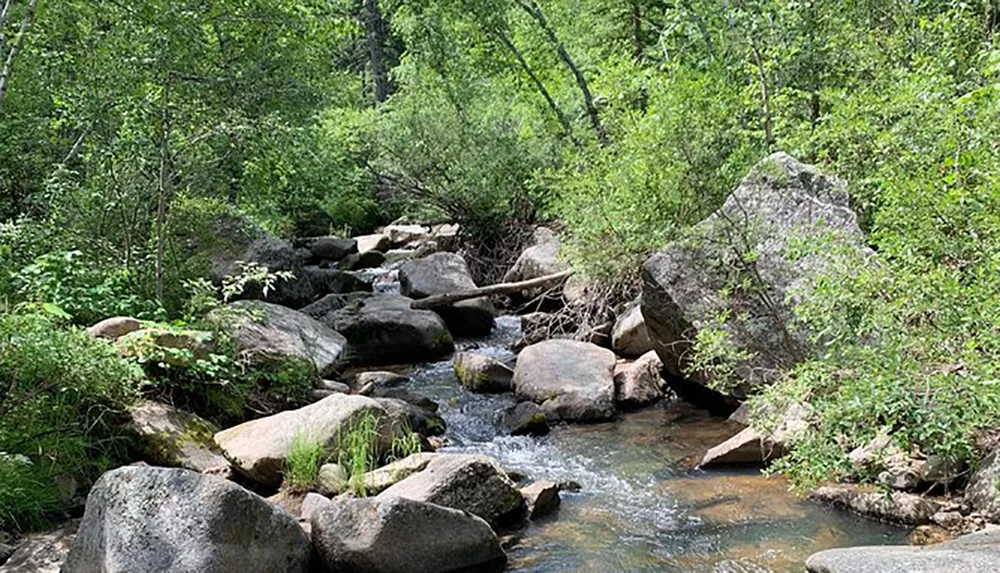 The image depicts a serene forest creek meandering through rocks and lush greenery