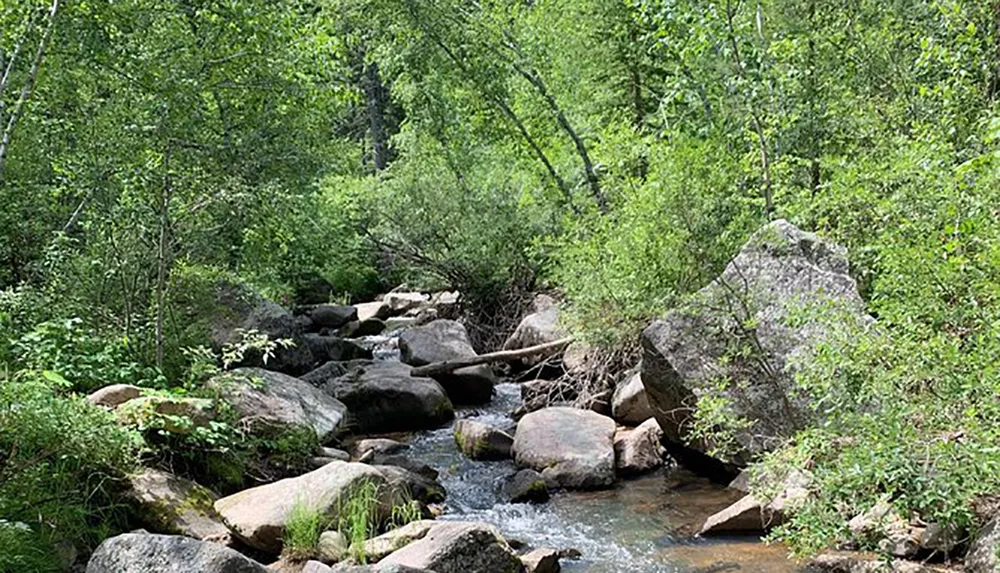 A tranquil forest creek meanders through a rocky bed surrounded by lush greenery