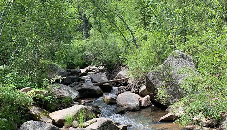 A tranquil forest creek meanders through a rocky bed surrounded by lush greenery.