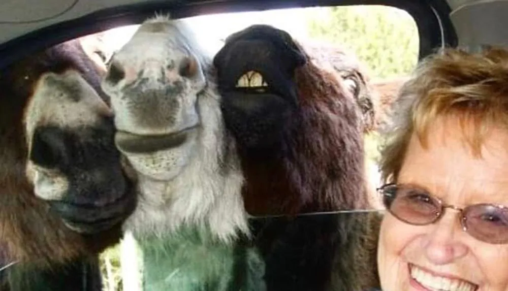 A smiling woman is joined by two curious llamas poking their heads inside a car window creating a humorous and unexpected photo opportunity