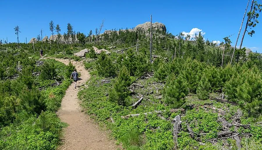 A dirt trail winds through a young, regenerating forest with fallen trees and a clear sky overhead.