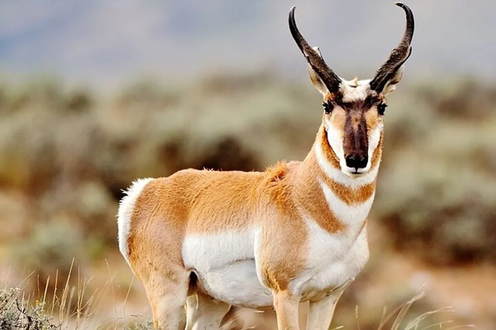 A pronghorn stands alert in a natural grassland habitat displaying its distinctive white and brown fur markings and long curved horns