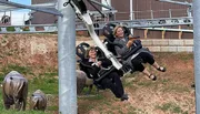 Two people are laughing and enjoying a ride on an amusement park attraction, with metal sculptures of buffalo in the foreground.