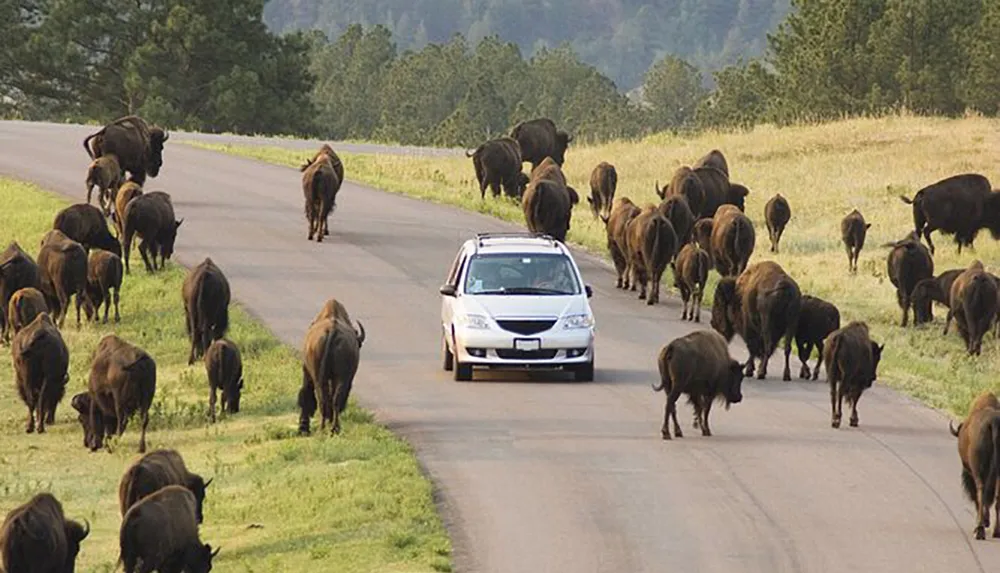 A car patiently navigates through a road taken over by a herd of bison