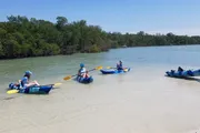 Several people are enjoying kayaking in calm, shallow waters near a mangrove forest under a clear blue sky.