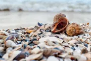 A collection of seashells is scattered on sandy beach, with the ocean softly blurred in the background.