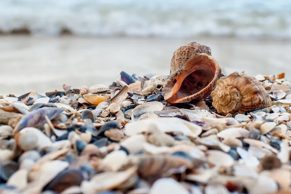 A collection of seashells is scattered on sandy beach with the ocean softly blurred in the background