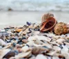 A variety of seashells are scattered on a sandy beach with the waves in the blurred background