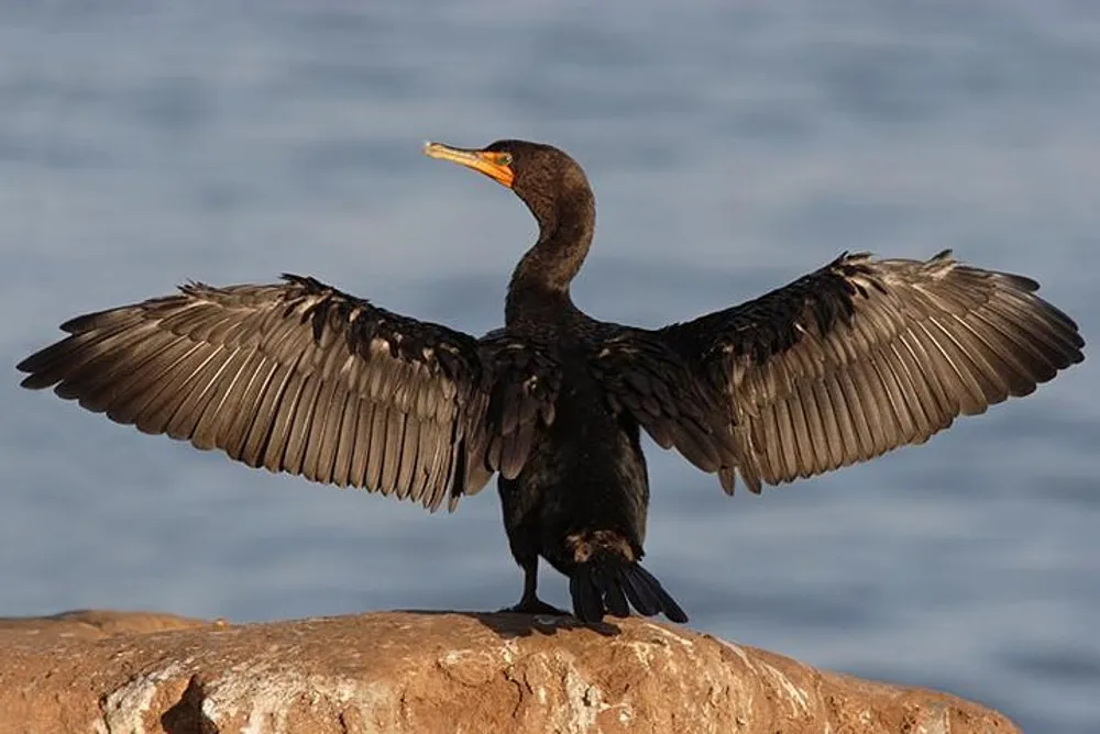 A cormorant is standing on a rock with its wings outstretched against a backdrop of water