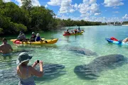 People are kayaking and observing marine life in clear shallow waters on a sunny day.