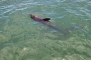 A dolphin is swimming near the surface of clear greenish water.