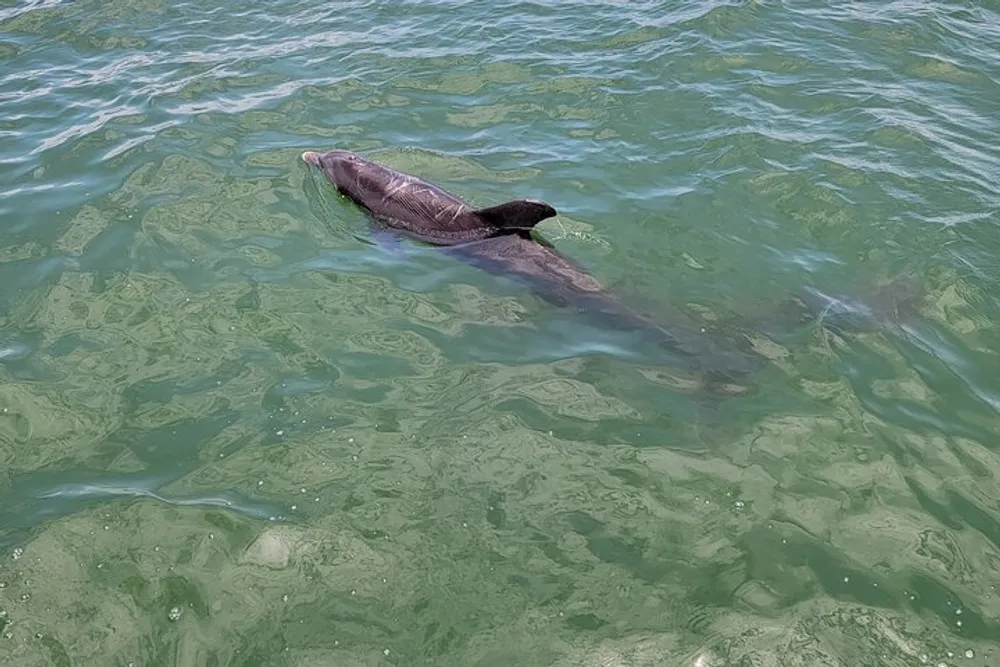 A dolphin is swimming near the surface of clear greenish water