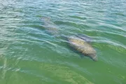 The image shows two manatees swimming close to the surface in clear greenish waters.