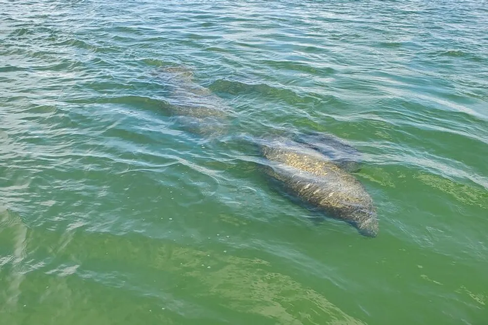 The image shows two manatees swimming close to the surface in clear greenish waters