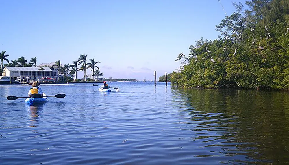 Two individuals are kayaking in calm waters near a tree-lined shore with birds perched on the branches and a house with palm trees visible in the background