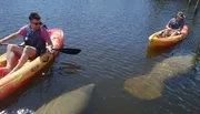 Two kayakers are paddling near a large manatee visible under the clear water.