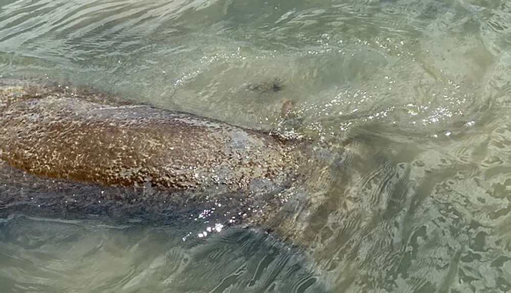 A manatee is partially submerged in clear shallow water
