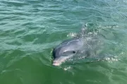 A dolphin is swimming near the surface of a greenish body of water.