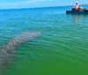 A person kayaking is seemingly unaware of a large manatee swimming just below the surface of the water close by