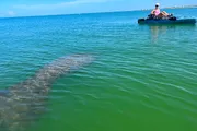 A person kayaking is seemingly unaware of a large manatee swimming just below the surface of the water close by.