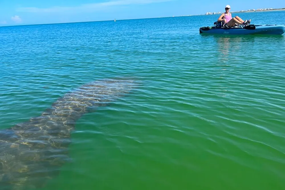 A person kayaking is seemingly unaware of a large manatee swimming just below the surface of the water close by