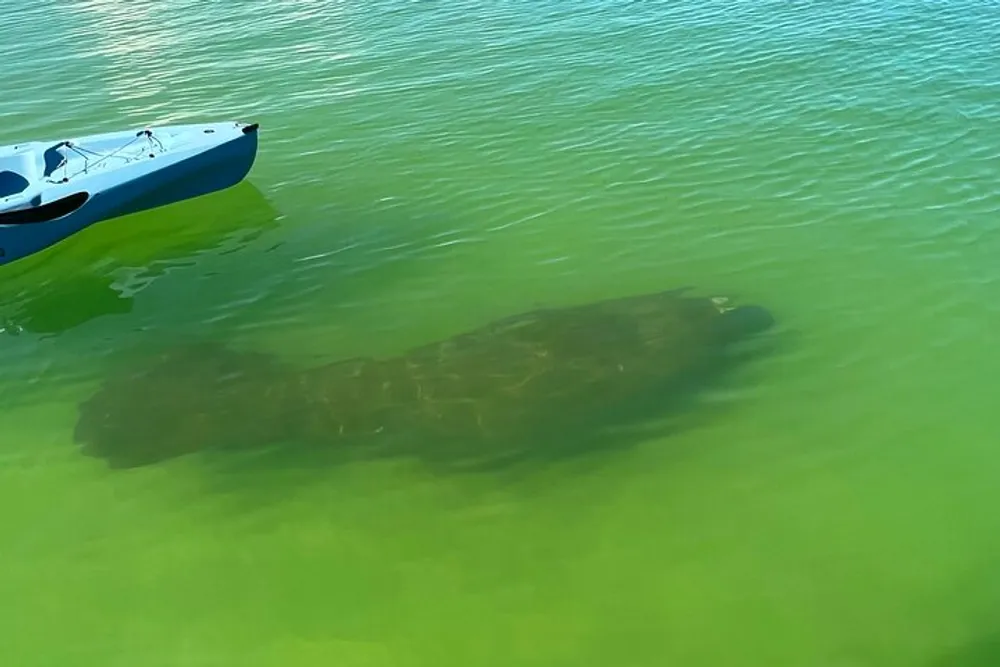 A manatee is submerged in clear green water near a blue kayak