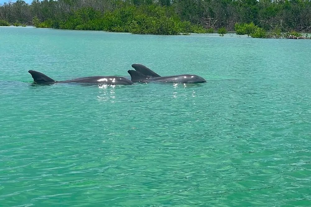A group of dolphins is swimming in clear green waters near some shoreline vegetation