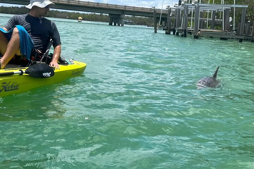 A person is kayaking near a dock where a dolphin is emerging from the water