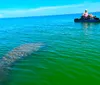 A person is kayaking on a clear blue sea above a large submerged aquatic animal possibly a manatee or a whale