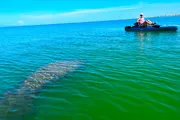 A person is kayaking on a clear blue sea above a large submerged aquatic animal, possibly a manatee or a whale.